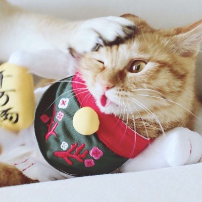 14组搞怪猫狗情侣头像 一对两张高清图来啦