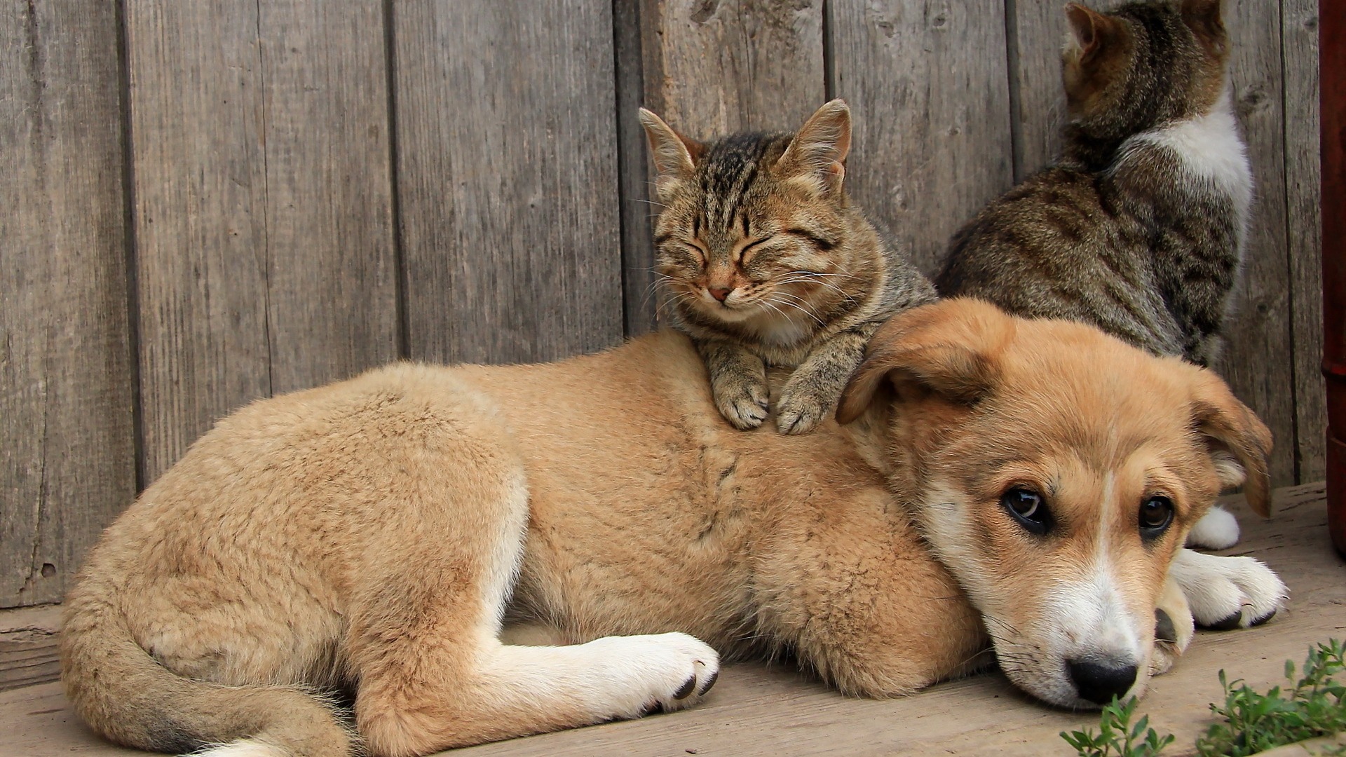 猫狗暖心萌宠高清壁纸合集 治愈你的桌面日常