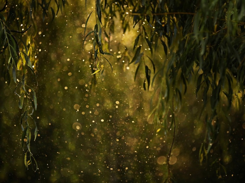 带树叶水滴雨点的闪烁感电脑壁纸 清新自然风桌面壁纸