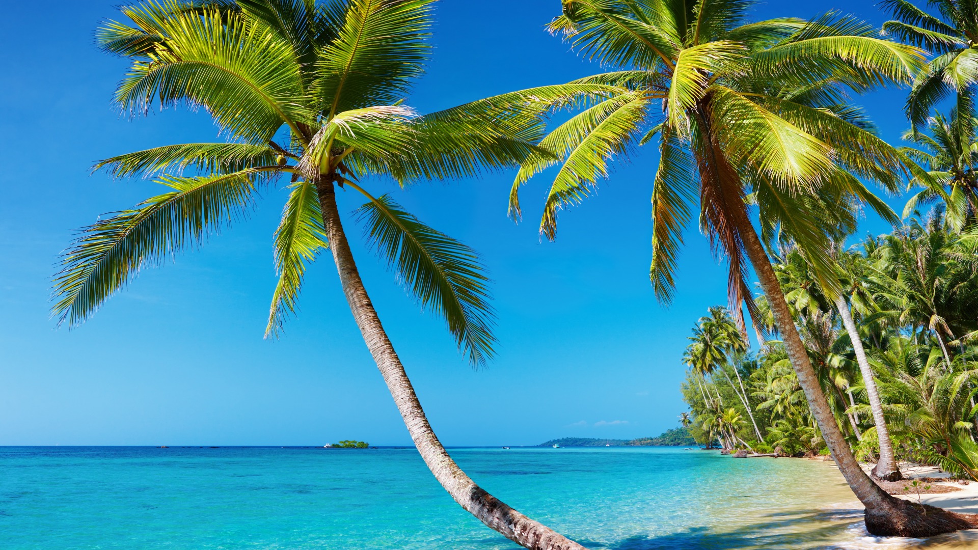 热带棕榈海空风景电脑桌面壁纸来了