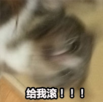 气得我都糊掉了 热门斗图表情包合集