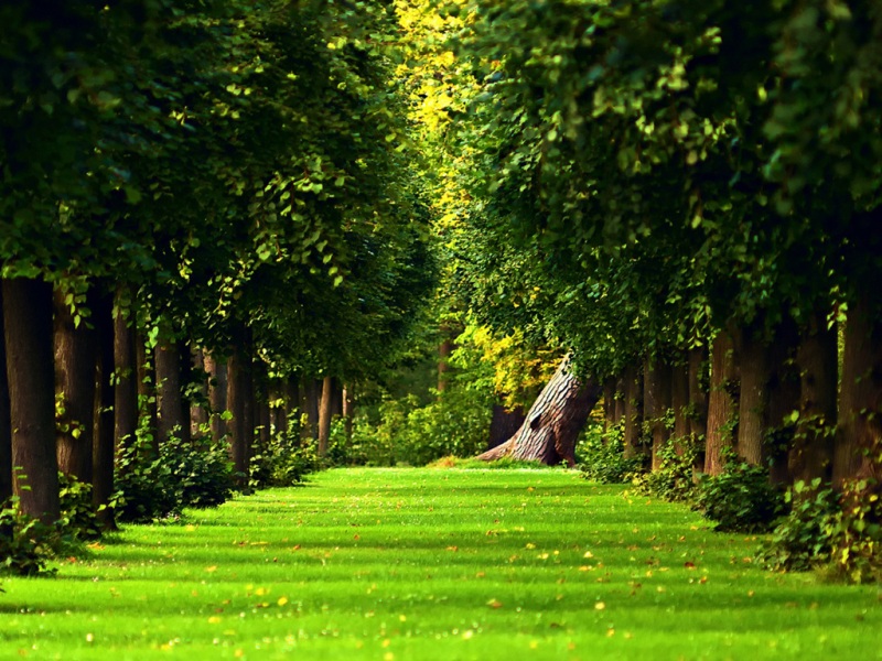 树与林间小路的清新绿色风景电脑壁纸