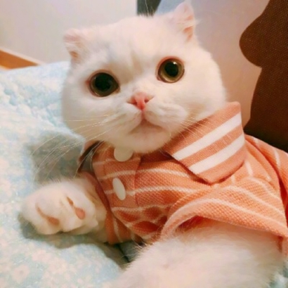 32组超萌宠物情侣头像！左右配对高清可爱款