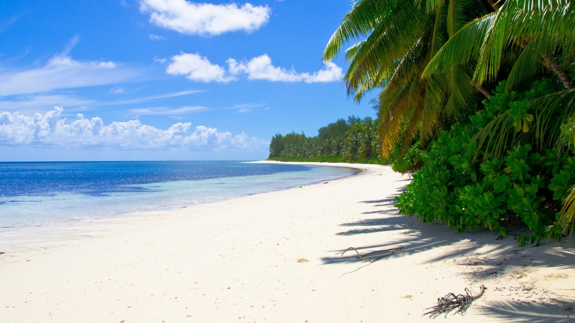 这款海边棕榈滩风光壁纸太适合当电脑桌面了