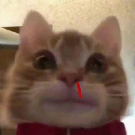 超火歪嘴小猫表情包合集，斗图必备