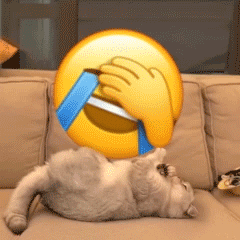 小猫咪踹小黄脸表情包合集