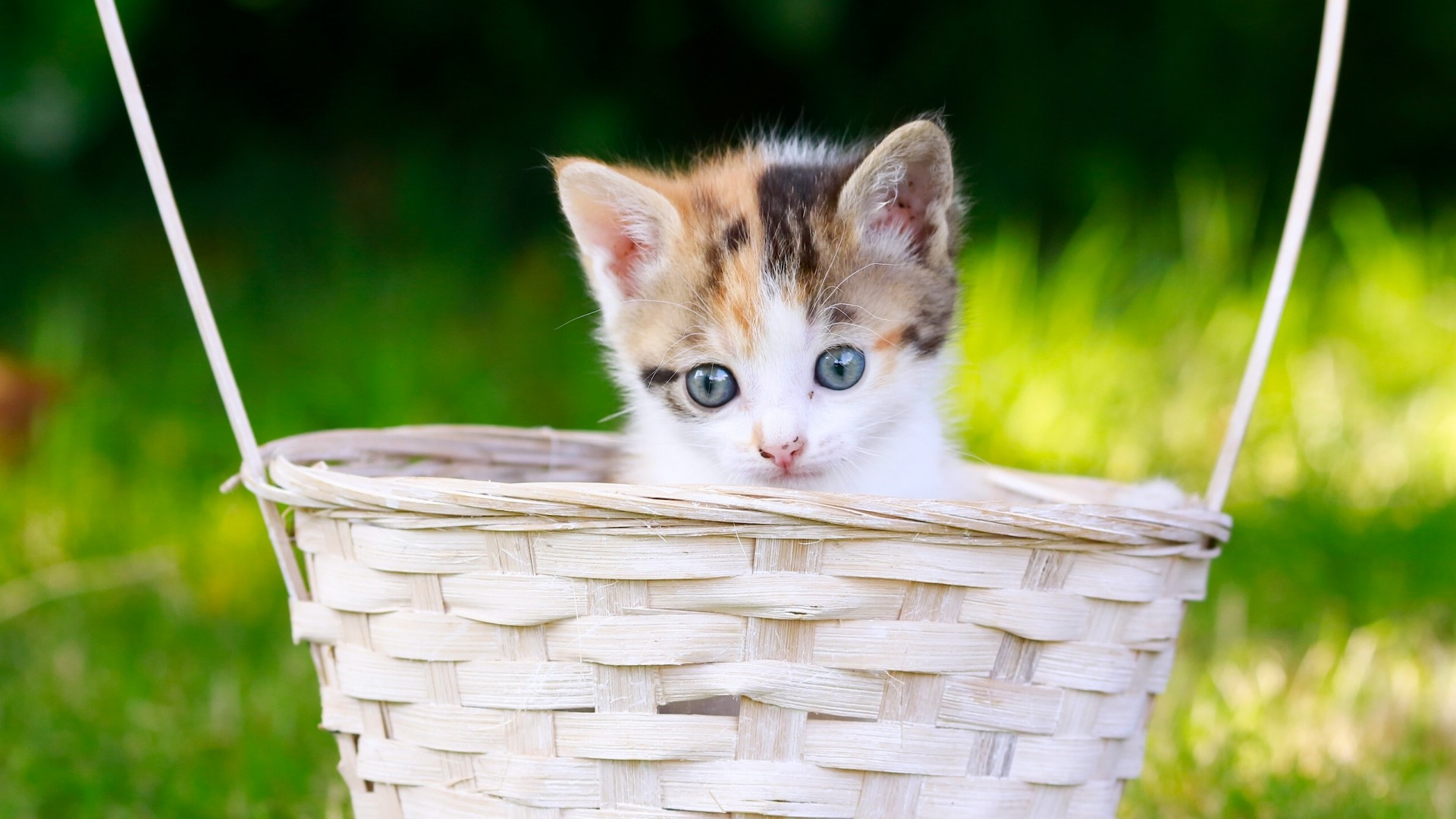 软萌小猫摇篮壁纸！多款高清尺寸任你挑