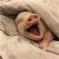 一左一右的可爱小猪情侣头像 20张真人感头像图合集