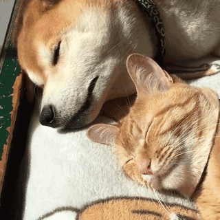 情侣互动甜系表情包合集，看完感觉被塞了满满一口狗粮