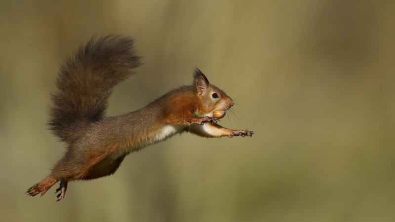 小松鼠叼着松果甩着尾巴“飞”回家 超治愈电脑动漫壁纸
