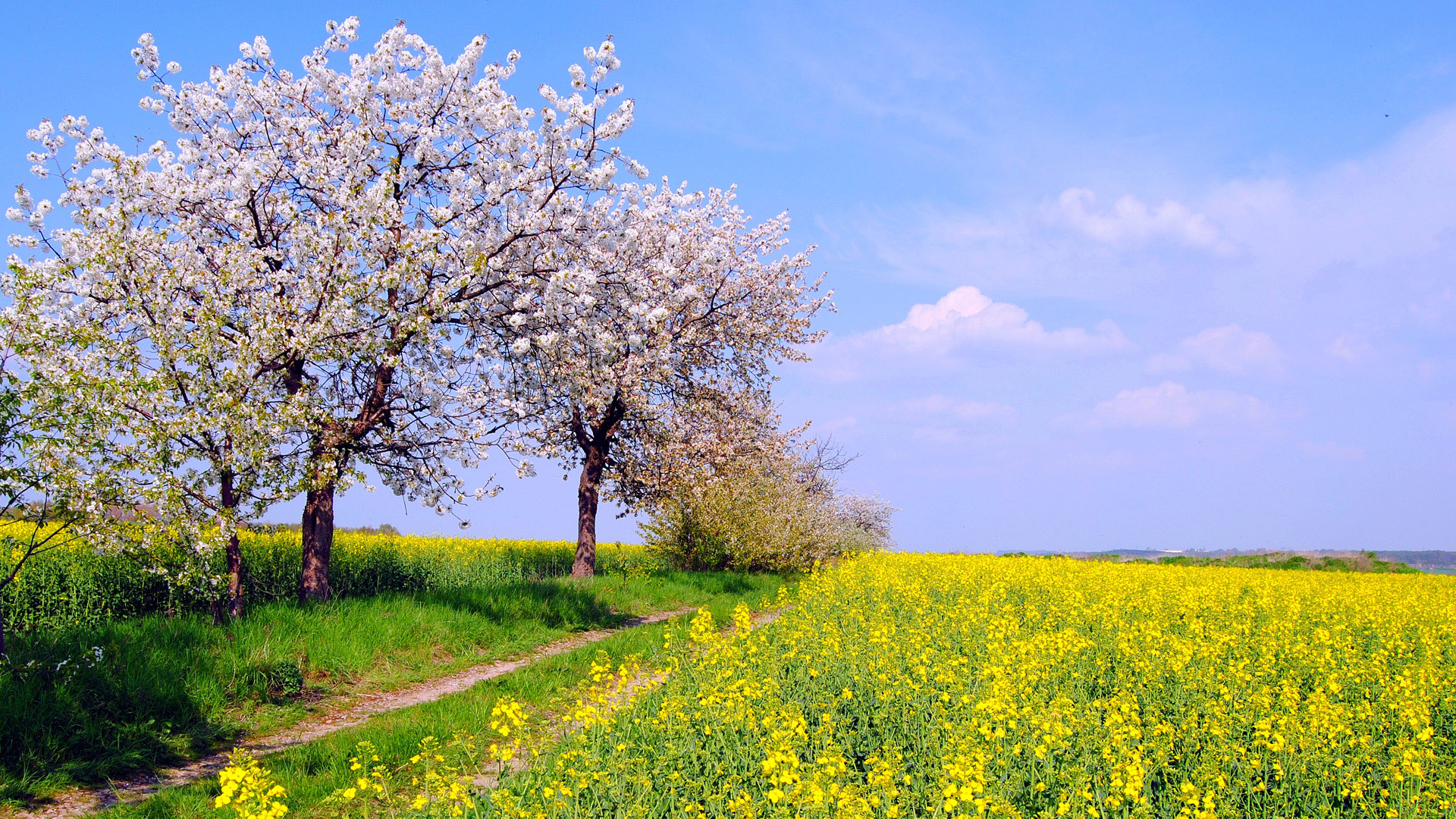 多款高清自然风景电脑壁纸 含油菜花绿草树木场景