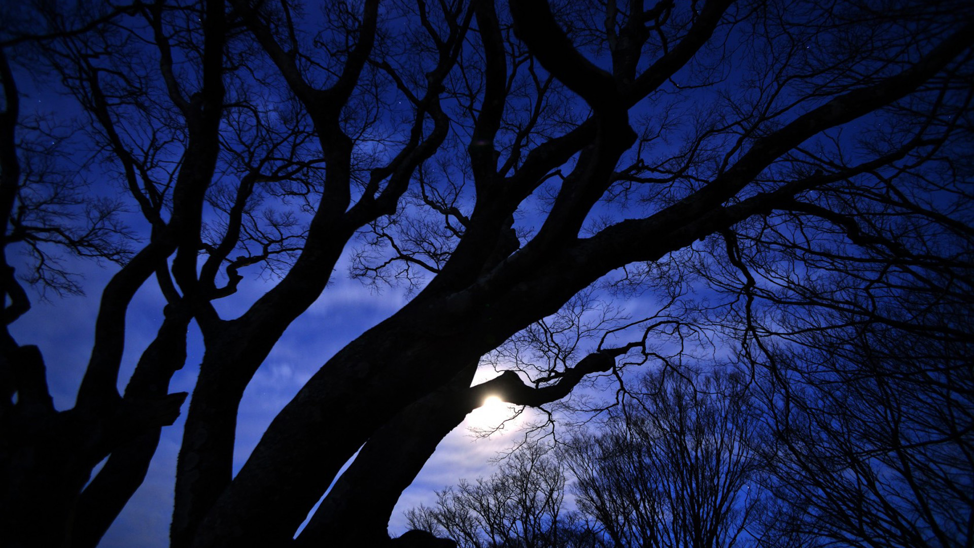 夜晚星月树木风景壁纸推荐