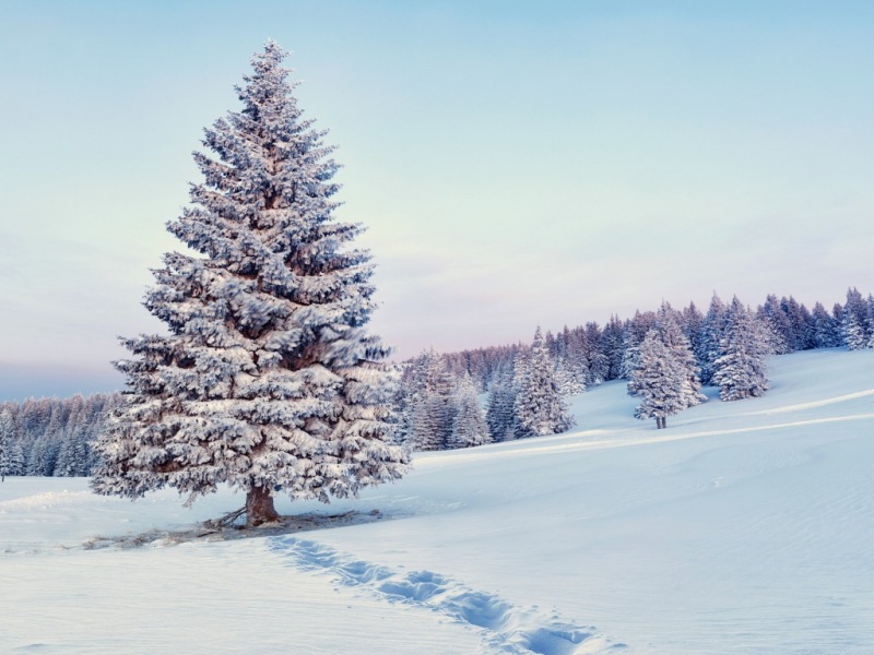冬日雪景森林树木高清壁纸合集