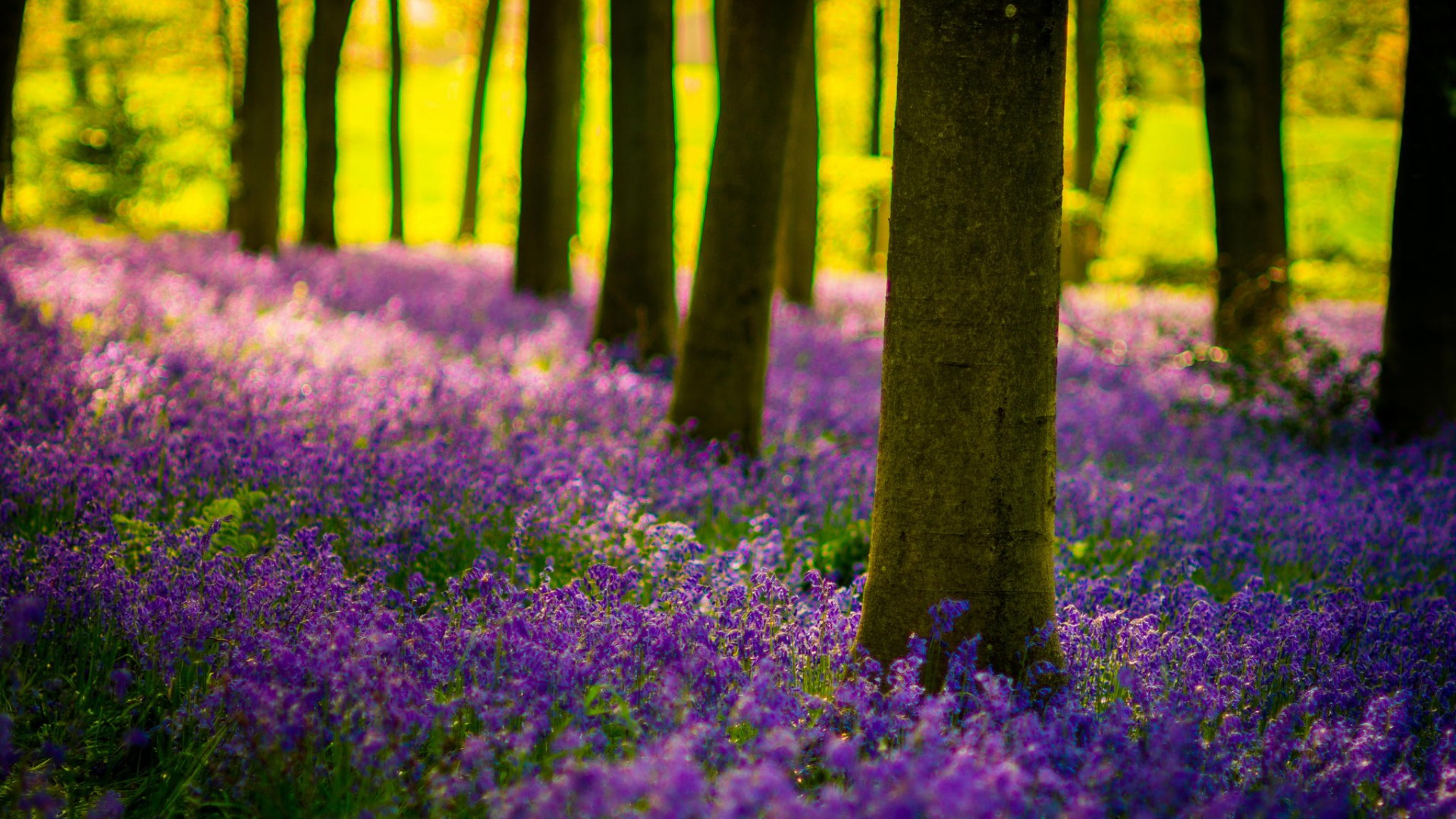 紫色花海森林自然风景电脑动漫壁纸 多款高清尺寸可选