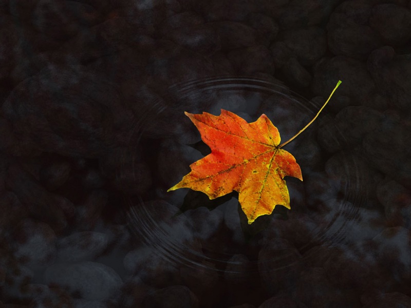 一叶知秋高清风景壁纸来啦