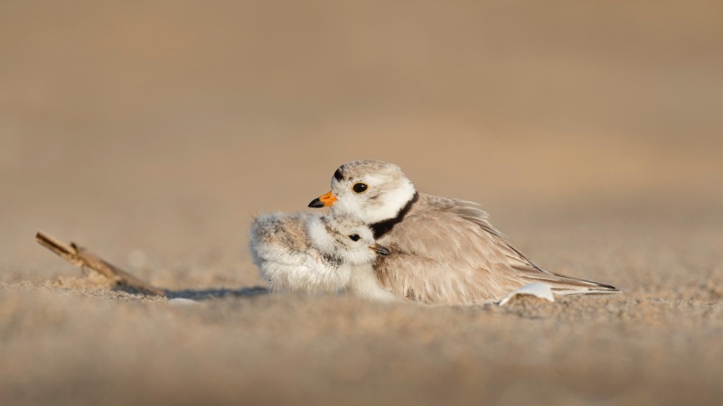 治愈感拉满！母子俩鸟儿电脑桌面高清壁纸来了