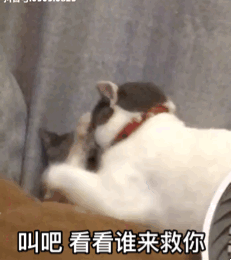 超甜亲亲猫猫动图！拿去撩对象刚刚好