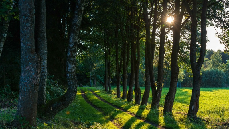 森林步道草木风景电脑桌面壁纸分享