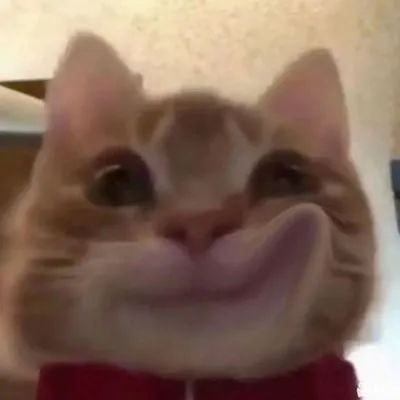 歪嘴猫猫表情包合集来啦