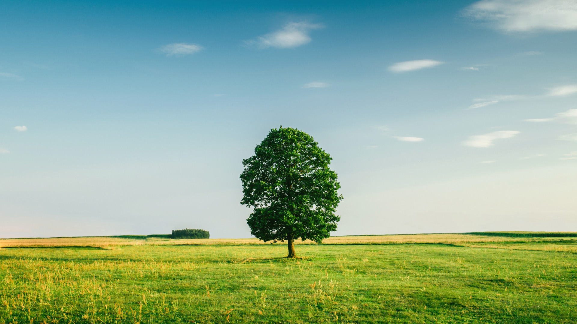 树草地天空！这套高清电脑壁纸氛围感拉满