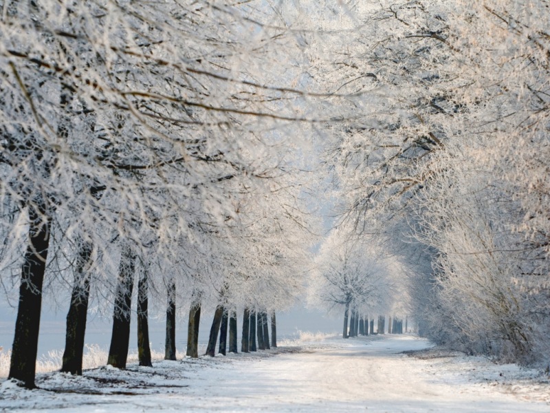 冬日雪景林间路电脑桌面动漫壁纸
