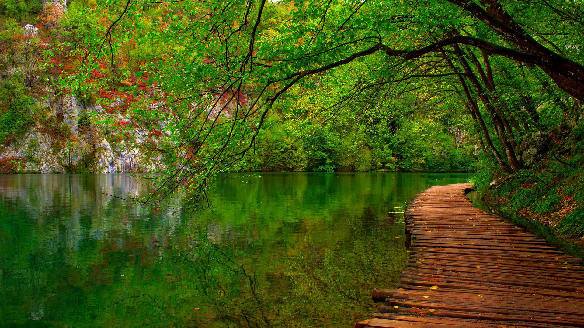 春天治愈系森林风景电脑壁纸