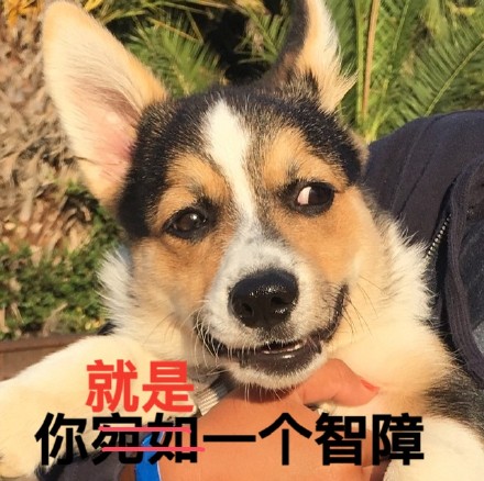 柯基版“打死你个龟孙”表情包来啦，斗图又有新素材