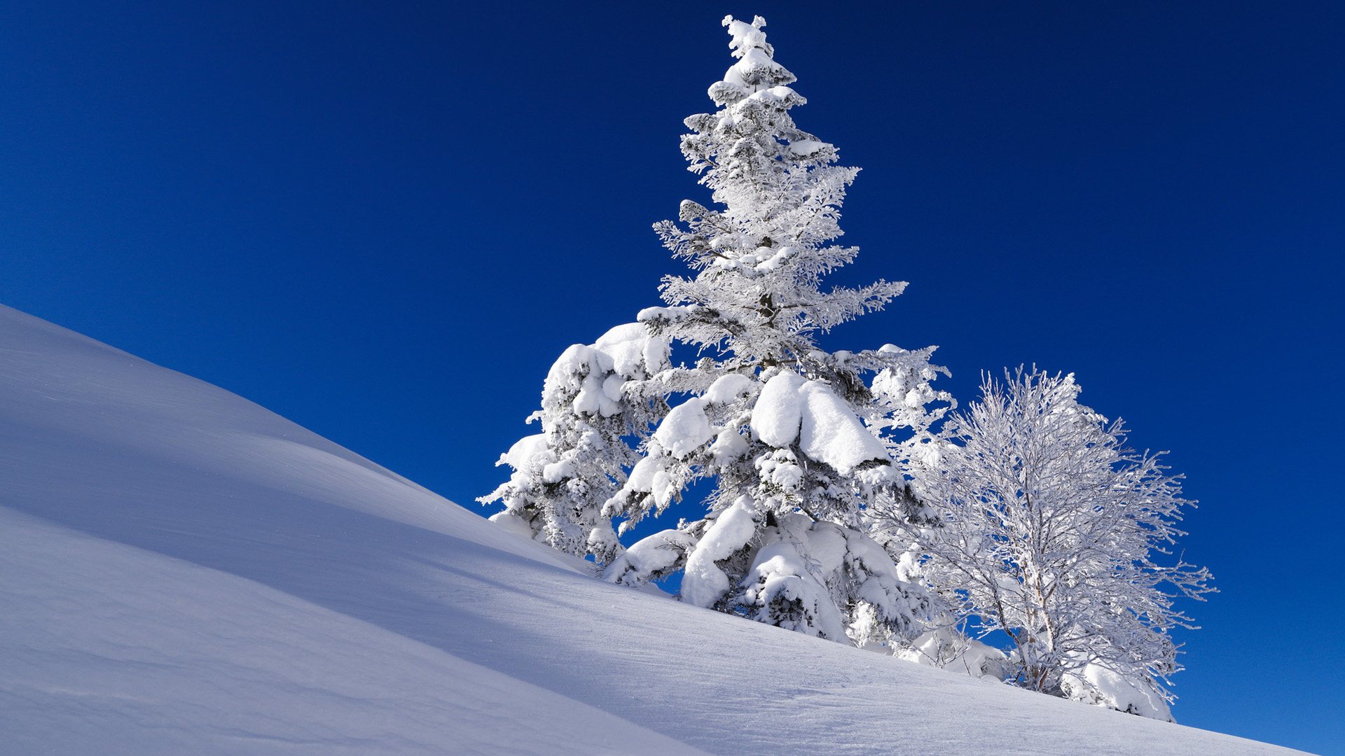 冬日杉木边坡雪景 适配多尺寸电脑桌面壁纸