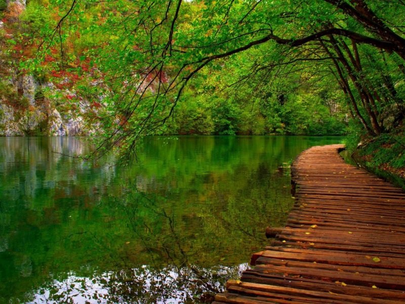 春天治愈系森林风景电脑壁纸