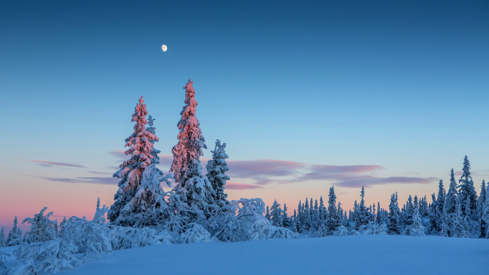 冬日月夜森林风景壁纸推荐