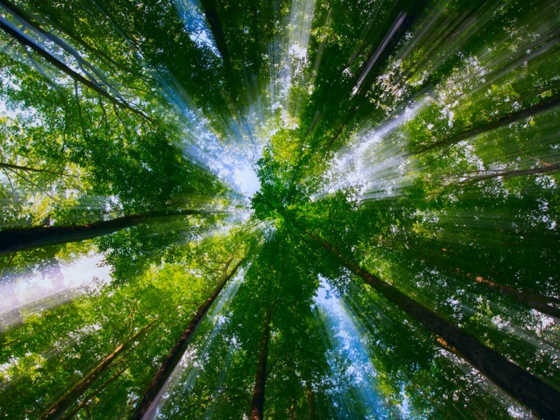 这份大自然树木光影壁纸 适配多款电脑屏幕尺寸