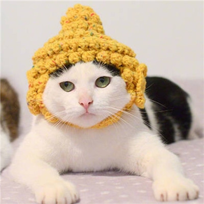 猫咪情侣头像一左一右！20张高清可爱的配对头像合集