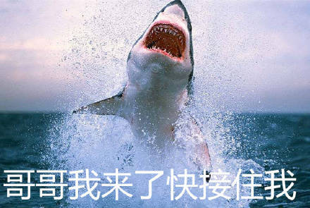 聊天斗图别愁！这套鲨鱼表情包直接封神