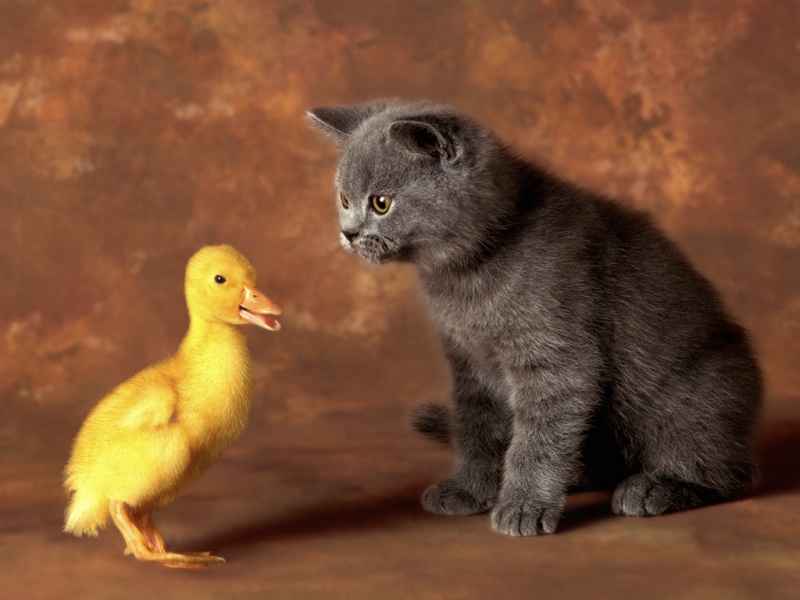 软萌治愈！小灰灰小猫小鸭子好友高清动物壁纸合集