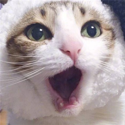 猫咪情侣头像一左一右！20张高清可爱的配对头像合集