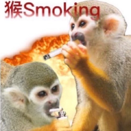 聊天斗图别愁！这套猴猴表情包帮你精准传情