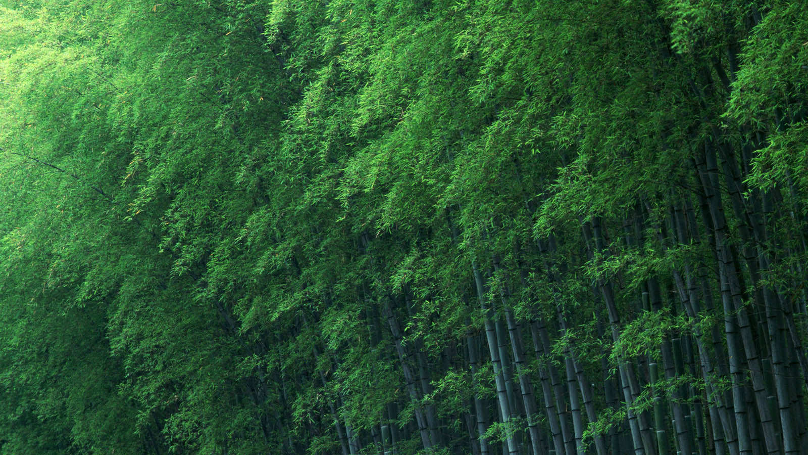 适合电脑桌面的竹子主题高清壁纸分享