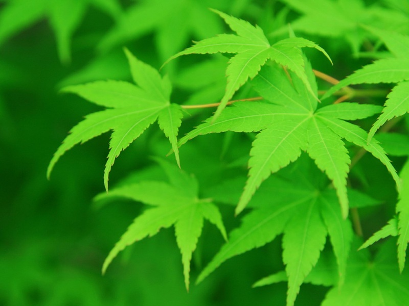 清新绿叶电脑桌面壁纸合集来了