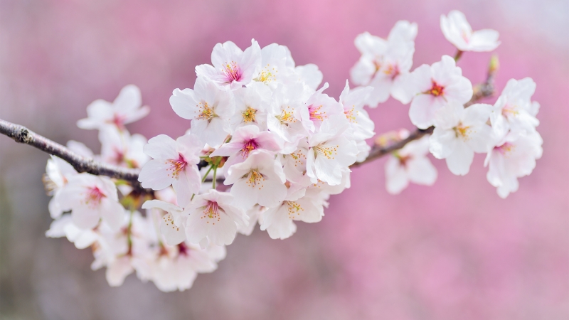 春日枝桠樱花壁纸合集 多款分辨率可选