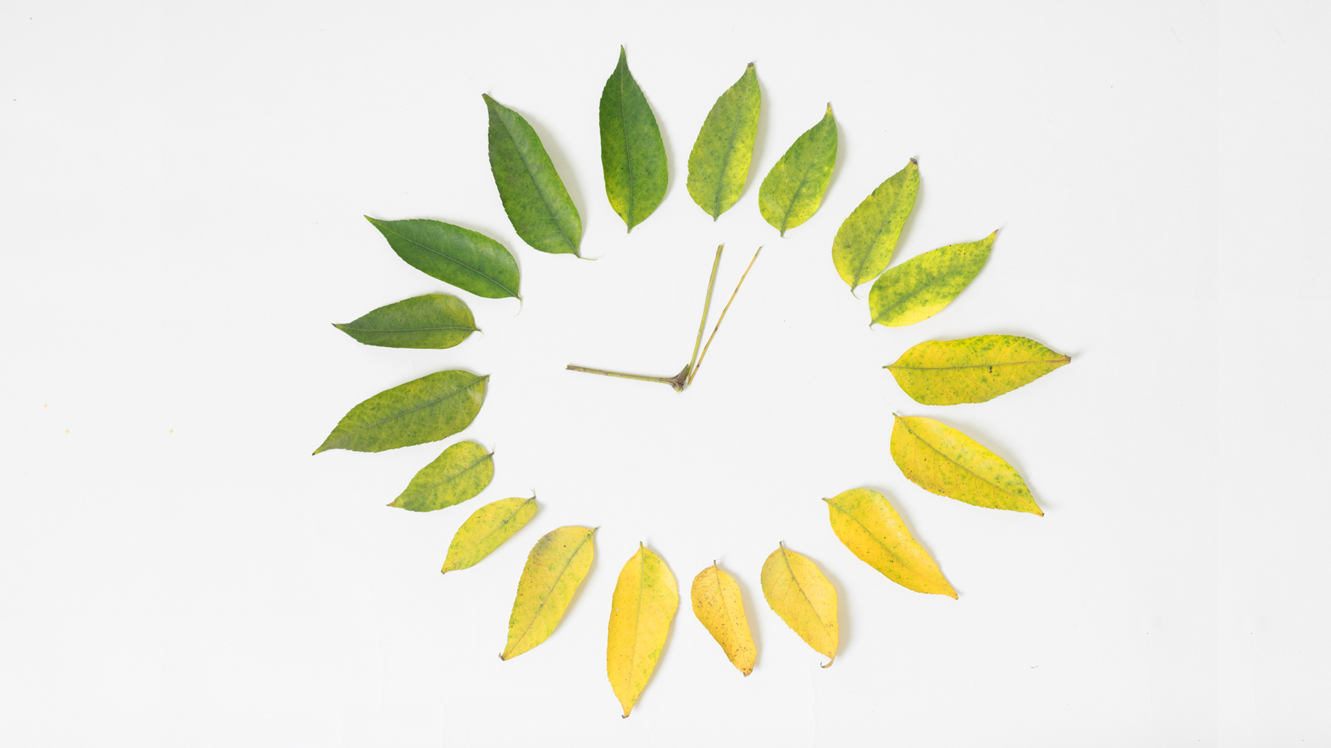 四季树叶循环变换的电脑桌面动漫壁纸