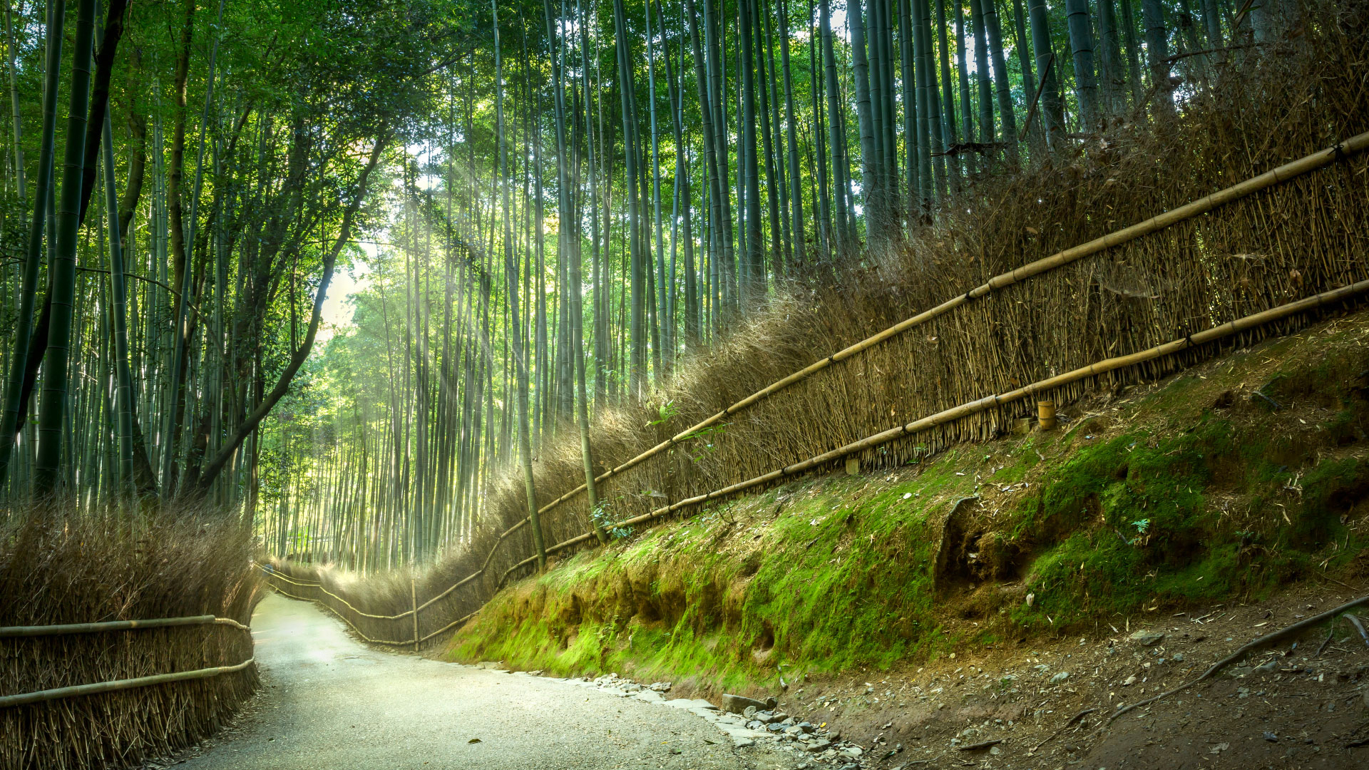 微软主题竹林小路阳光风景壁纸上线，多款高清尺寸可选