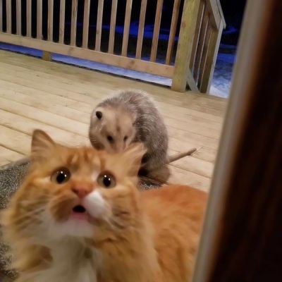 超萌两只猫咪情侣头像！24张高清可爱款直接存