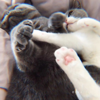 软萌猫咪情侣头像！18组一左一右高清可爱款