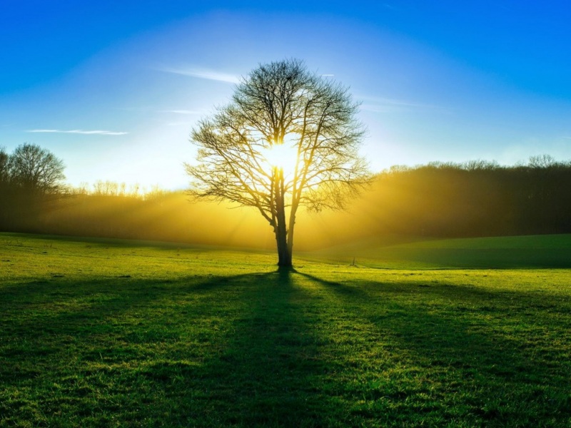 夏日森林光影电脑壁纸