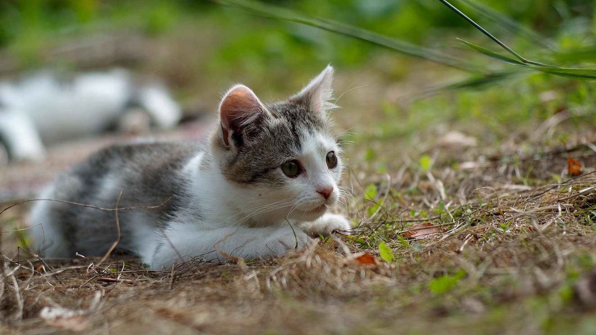 草坪上捕猎的小奶猫！这套电脑壁纸太治愈了