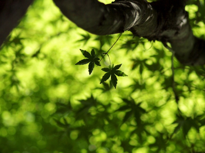 枫树枫叶主题电脑桌面动漫壁纸分享