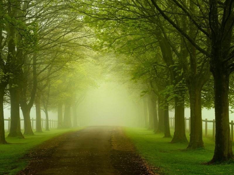 绿色森林公路电脑桌面壁纸 多款高清尺寸可选