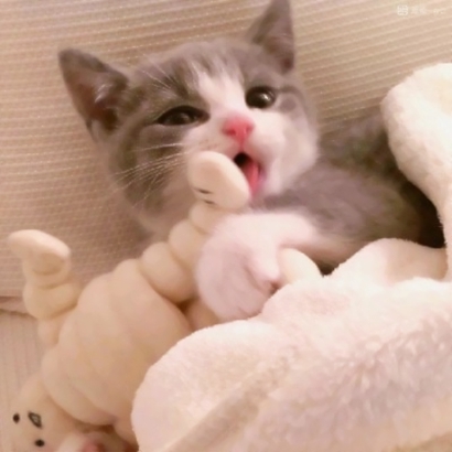 32组超萌宠物情侣头像！左右配对高清可爱款