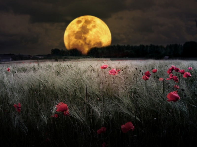 绝了！落日花海罂粟花 这套动漫风电脑壁纸直接封神