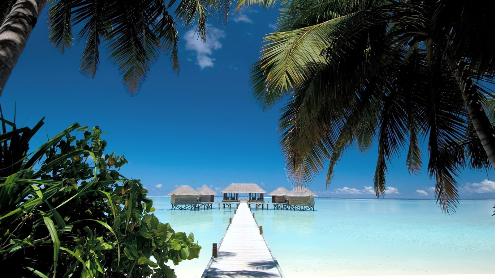 海边椰树氛围感壁纸合集 高清多尺寸可选